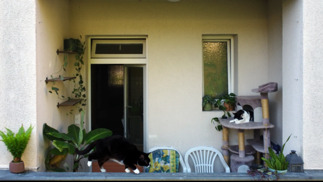 Ein gemütlicher Balkon, der mit Pflanzen und einem Kratzbaum dekoriert ist, Eine schwarze Katze erkundet neugierig den Balkongeländer, während die andere Katze entspannt auf dem Kratzbaum liegt